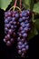 Cluster of ripe, plump purple grapes dangling from a vine