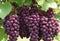 A cluster of ripe red grapes, still attached Generated AI