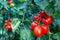 Cluster of ripe red plum tomatoes in green foliage