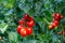 Cluster of ripe red plum tomatoes in green foliage