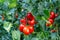 Cluster of ripe red plum tomatoes in green foliage