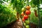 A cluster of ripe, red tomatoes is gracefully attached to a branch in a greenhouse. Generative AI