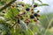 Cluster of ripe, ripening and unripe blackberries