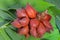 Cluster of ripe Salak on leaf