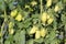 Cluster of Ripening Tomatoes