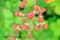 Cluster of Ripening Wild Blackberries