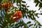 Cluster of Rowan Berries