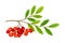 Cluster of Rowan Berries Hanging from Leafy Tree Branch Vector Illustration