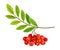 Cluster of Rowan Berries Hanging from Leafy Tree Branch Vector Illustration