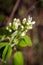 A cluster of saskatoon berry blossoms against a blurred brown background