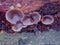 Cluster of Shiny Brown Mushrooms on Reddish Bark