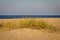 A cluster of slightly withered grass on the sea shore