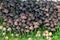 Cluster of small brown fungus mushroom with bell shape growing o