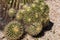 Cluster of Small Golden Barrel Cactus