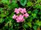 Cluster of small lantana flowers