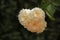 CLUSTER OF SMALL WHITE ROSES