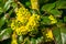 Cluster of small yellow flowers in bloom, macro closeup of a oregon grape plant, popular tropical plant for the garden