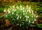 Cluster of snow drops on forest floor