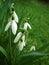 Cluster of snowdrops