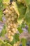Cluster of sort `Prim` ripe white - yellow grape berries, close up, selective focus