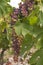 Cluster of sort `Royal` ripe red - purple grape berries, close up