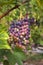 Cluster of sort `Royal` ripe red - purple grape berries, close up