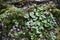 Cluster of spade shaped leaves and mossy rocks along forest trail