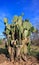 Cluster of Spineless Prickly Pear Cactus