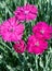 A Cluster of Spring Dianthus in Bloom