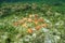 Cluster of starfish under the water Caribbean sea