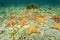 Cluster of starfish underwater on ocean floor