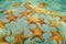 Cluster of starfish underwater on sandy seabed