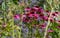 Cluster of stunning pink echinacea flowers, also known as cone flowers or rudbeckia, and Ruthenian globe thistles.