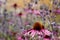 Cluster of stunning pink echinacea flowers, also known as cone flowers or rudbeckia, and Ruthenian globe thistles.