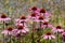 Cluster of stunning pink echinacea flowers, also known as cone flowers or rudbeckia, and Ruthenian globe thistles.
