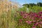 Cluster of stunning pink echinacea purpurea flowers at RHS Wisley garden in Surrey UK. Glasshouse in the distance.