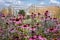 Cluster of stunning pink echinacea purpurea flowers at RHS Wisley garden in Surrey UK. Glasshouse in the distance.