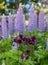 Cluster of stunning purple aquiligia and lupin flowers in a garden, photographed in Dunvegan, Isle of Skye, Scotland UK