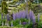 Cluster of stunning purple lupin flowers in a garden, photographed in Dunvegan, Isle of Skye, Scotland UK