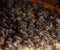 A cluster of swarms of bees in the nest. Working bees, drones and uterus in a swarm of bees. Honey bee. Accumulation of
