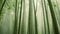 a cluster of tall green bamboo trees standing in a dense forest, A thick bamboo forest misted in fog, AI Generated
