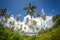 Cluster of tall, tropical palm trees stand on a steep mountain slope in Kenya