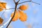 Cluster of Three Autumn Leaves on Tree branch