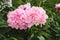 Cluster of three beautiful blooming pink Peony flowers