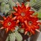 Cluster of Three Brilliant Red Peanut Cactus Flowers