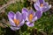 Cluster of three purple crocus flowers