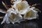 Cluster of three tropical Queen of the Night white flowers on a black background with reflection