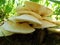 A cluster of Tiger sawgill mushrooms.