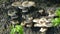 A cluster of Tiger sawgill mushrooms.