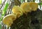 A cluster of Tiger sawgill mushrooms viewed from underneath.